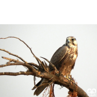 گونه شاهین بلوچی Laggar Falcon